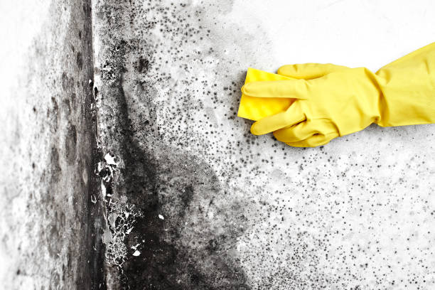 Trusted Campbell, FL Mold Remediation Experts