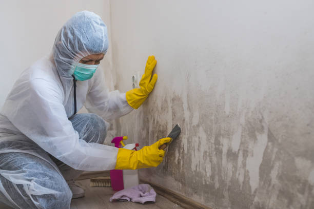 Best Insurance-Related Mold Remediation in Campbell, FL