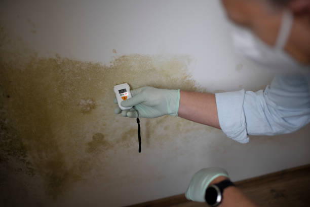 Best Mold Testing and Inspection Services in Campbell, FL