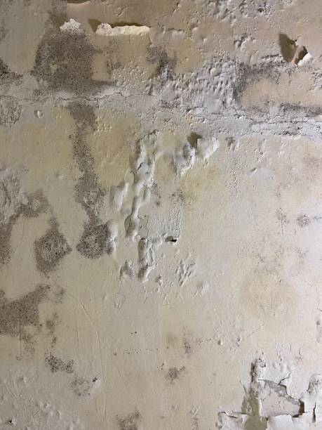 Best Residential Mold Remediation in Campbell, FL