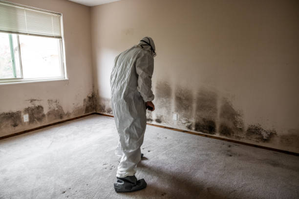 Best Mold Remediation for Specific Building Types in Campbell, FL