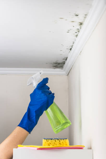 Best DIY Mold Remediation Support Services in Campbell, FL